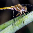 Dragonfly at rest